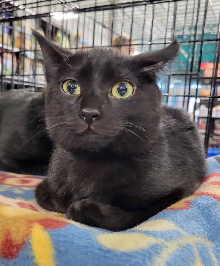 Enlarge Ceira, a Adoptable Bombay in Buford, GA image 3/6