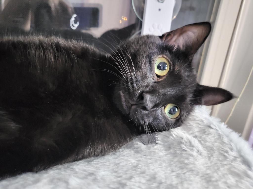 Enlarge Ceira, a Adoptable Bombay in Buford, GA image 3/6