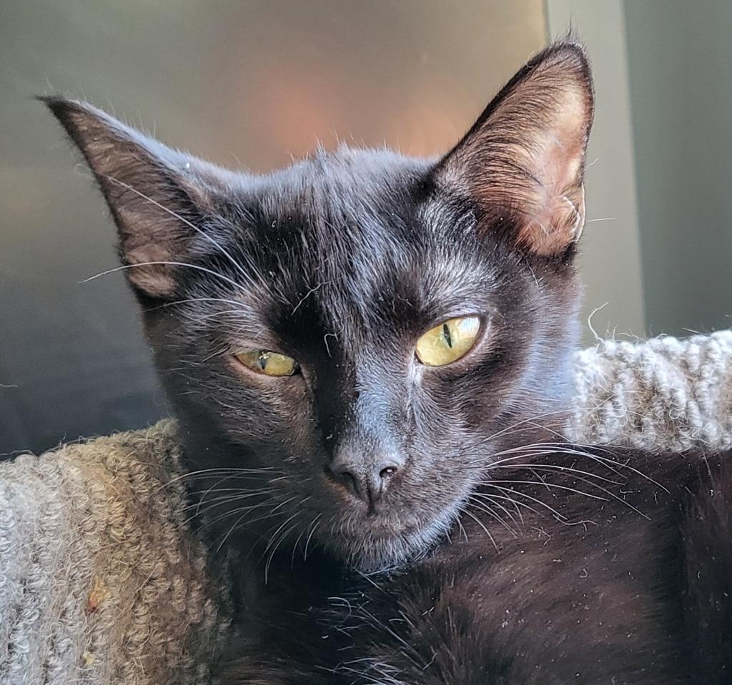 Enlarge Ceira, a Adoptable Bombay in Buford, GA image 6/6