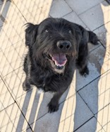 Billie, an adoptable Terrier in Divide, CO, 80814 | Photo Image 1