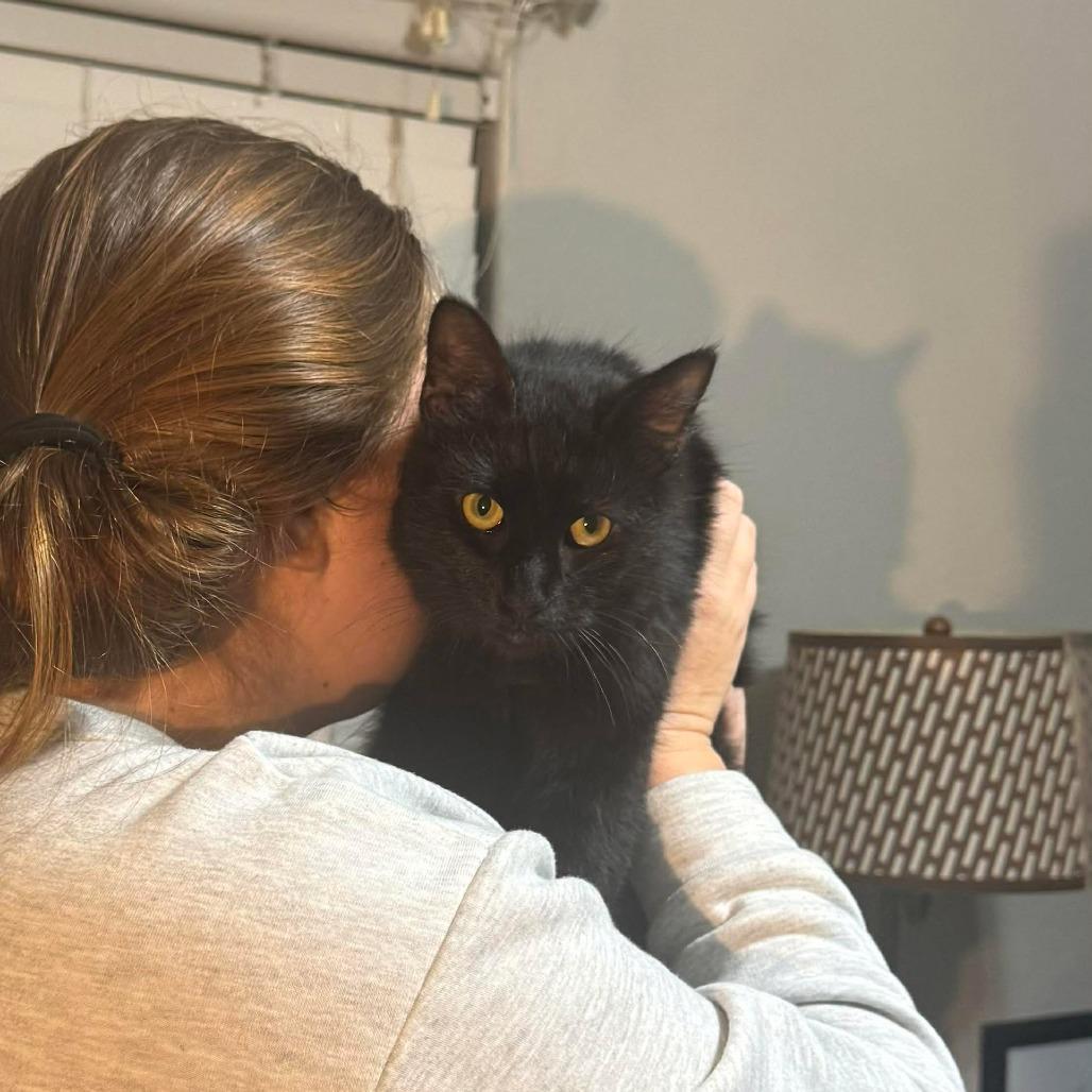 Rock, Adoptable, Young Male Domestic Long Hair.