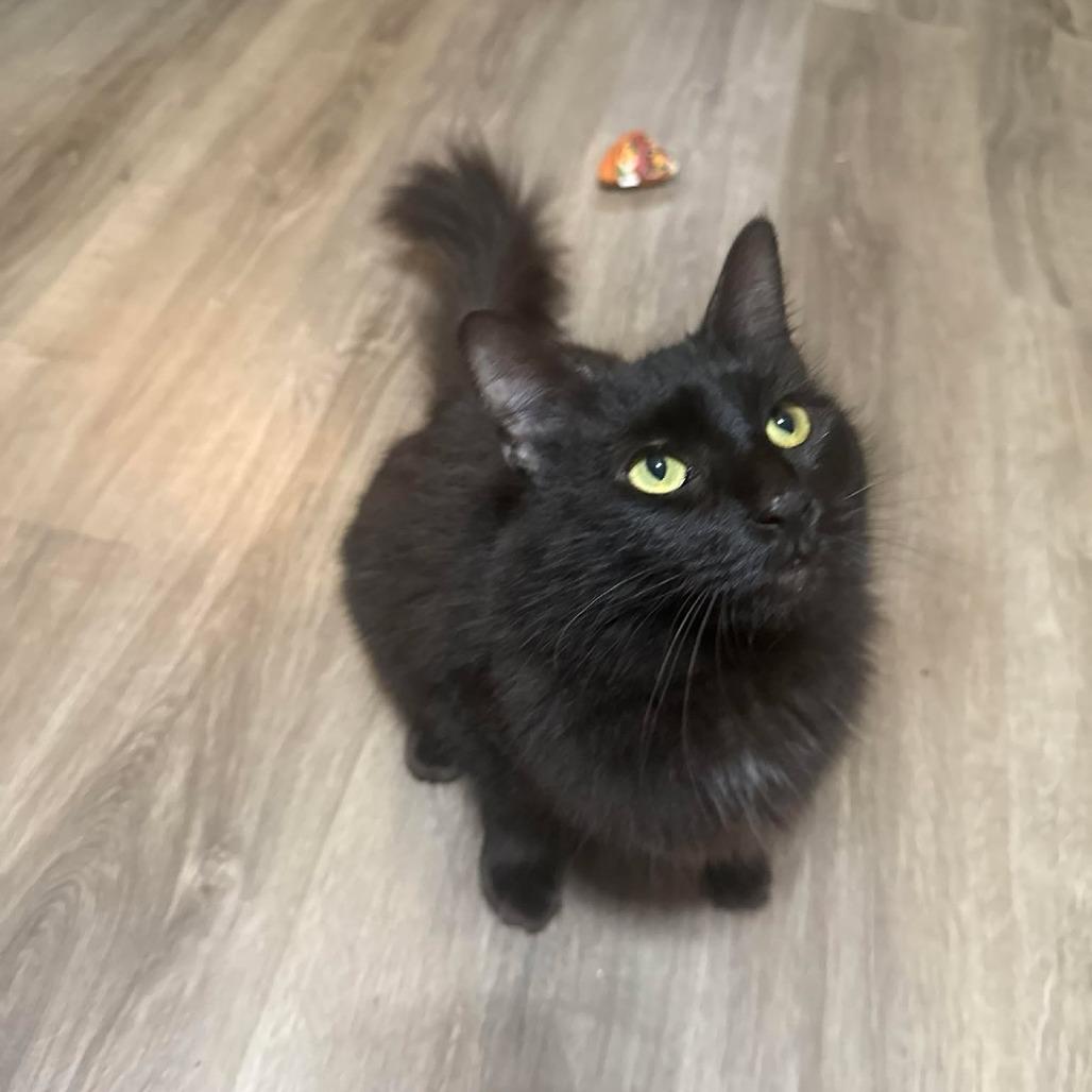 Enlarge Rock, a Adoptable Domestic Long Hair in Port Neches, TX image 3/5