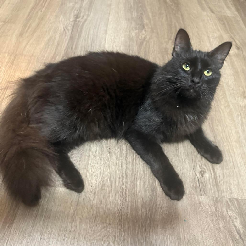 Enlarge Rock, a Adoptable Domestic Long Hair in Port Neches, TX image 4/5