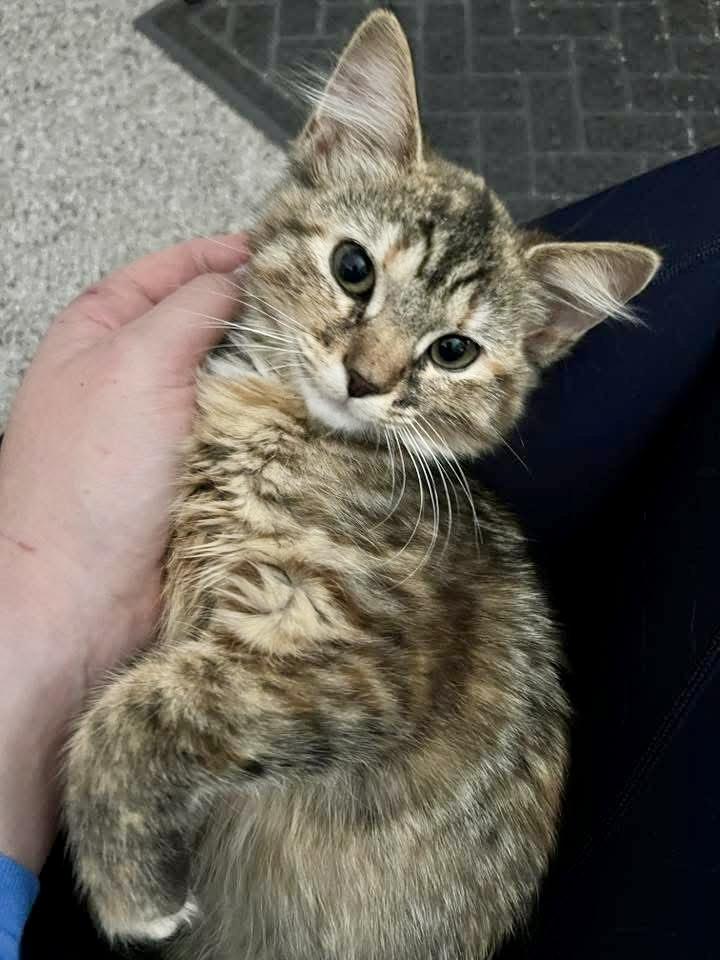 Venus, a ADOPTABLE Tabby in Pickerington, OH image 2/5
