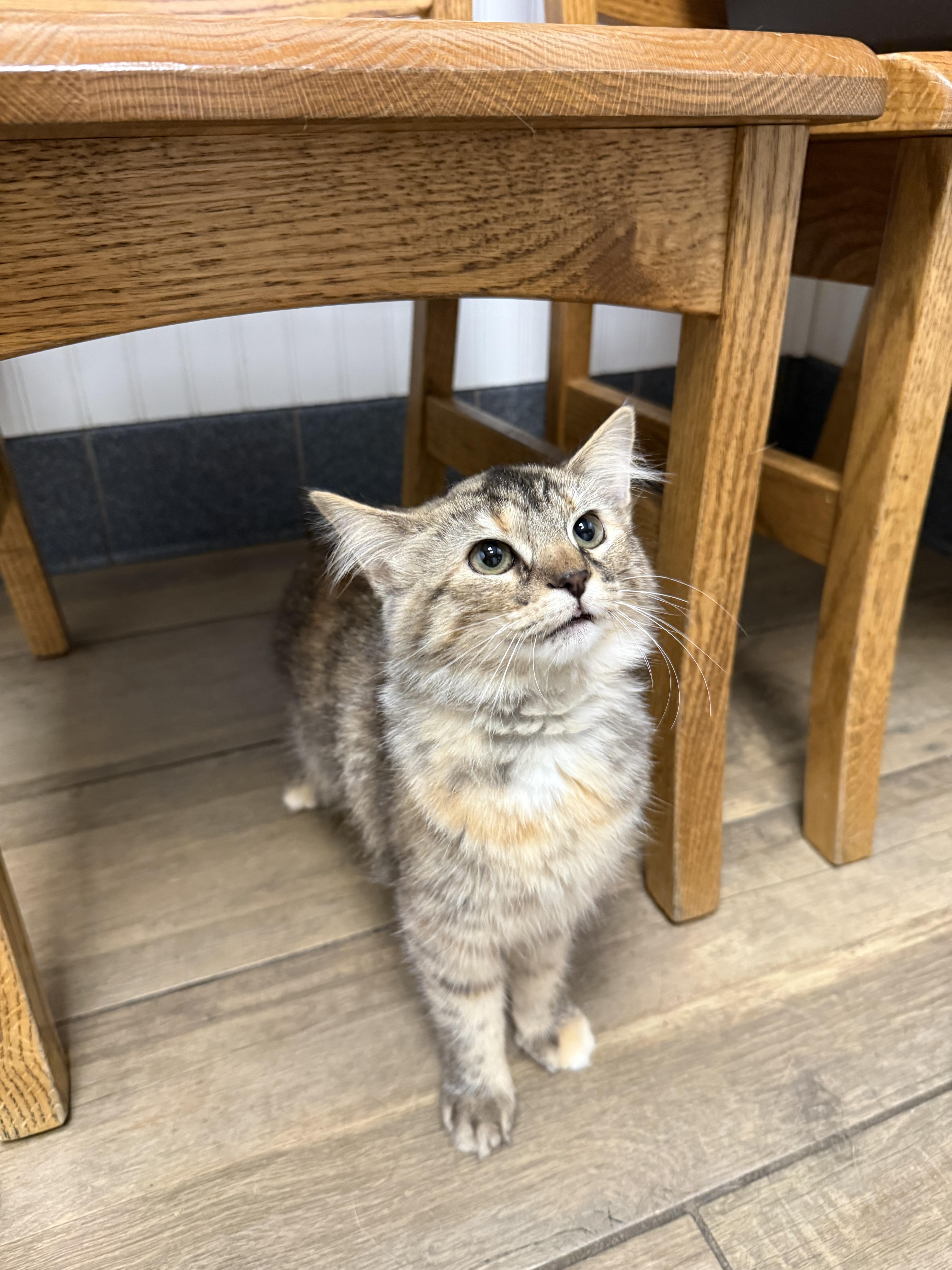 Venus, a ADOPTABLE Tabby in Pickerington, OH image 5/5