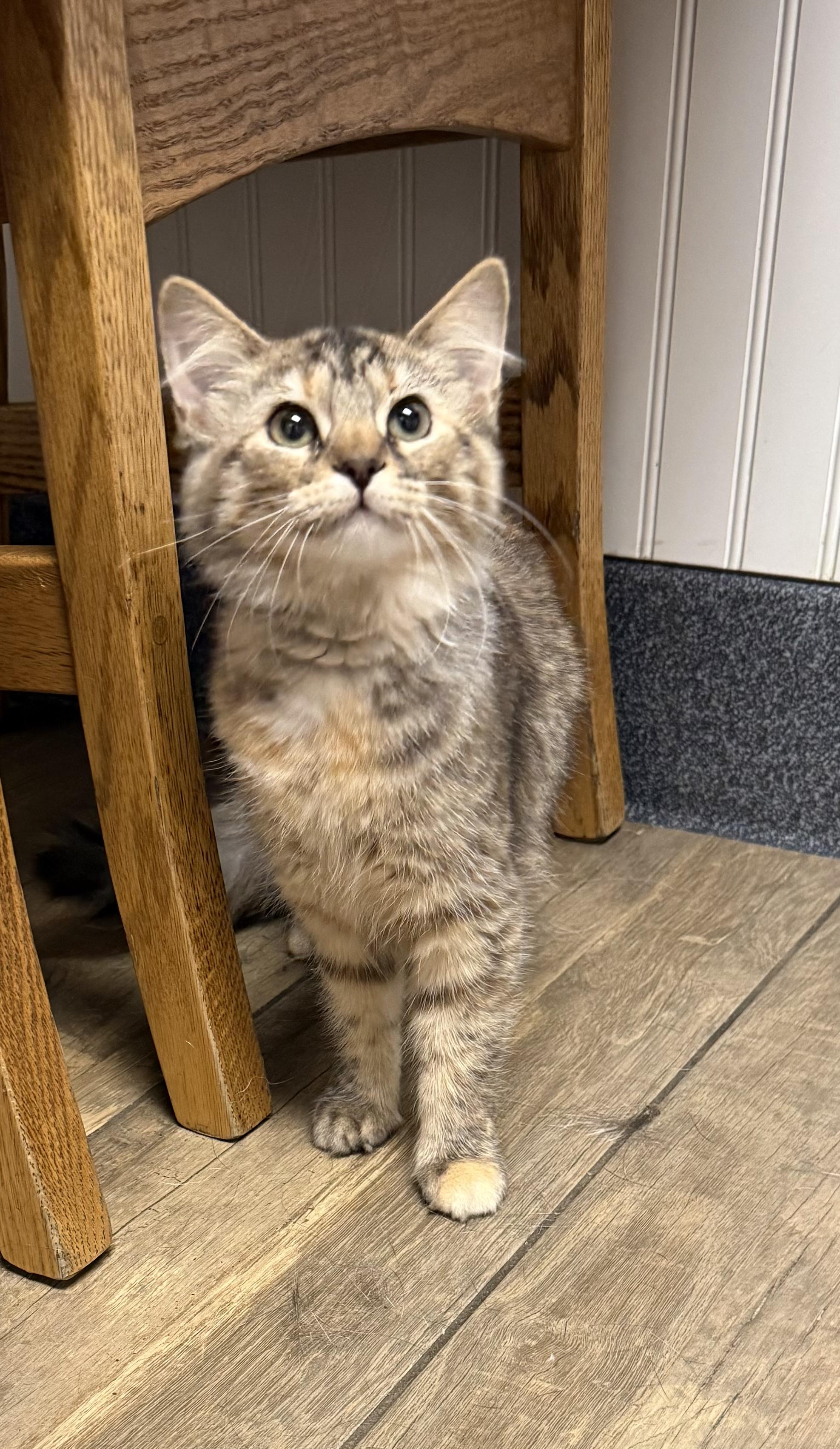 Venus, a ADOPTABLE Tabby in Pickerington, OH image 3/5