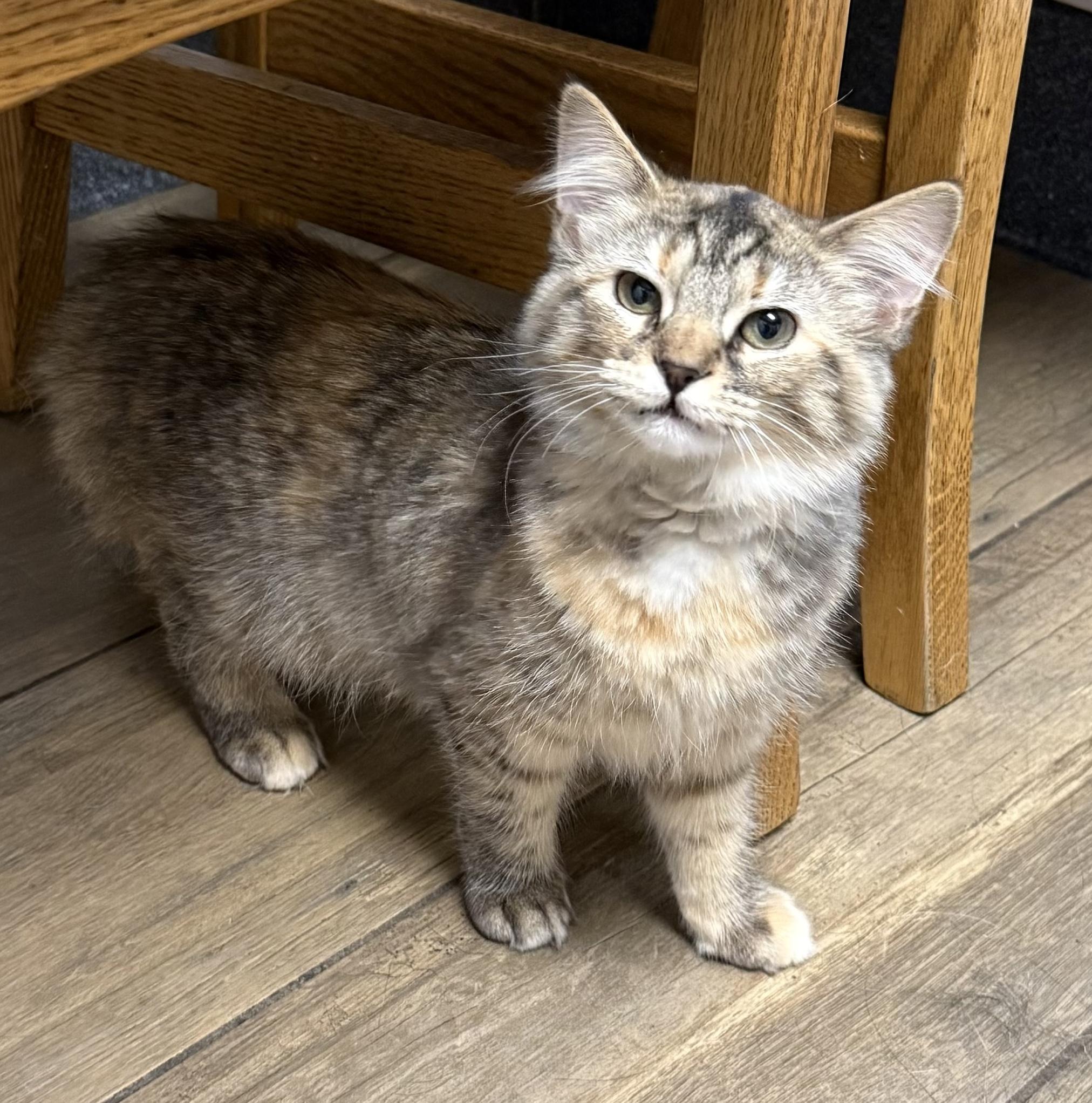Venus, a ADOPTABLE Tabby in Pickerington, OH image 1/5
