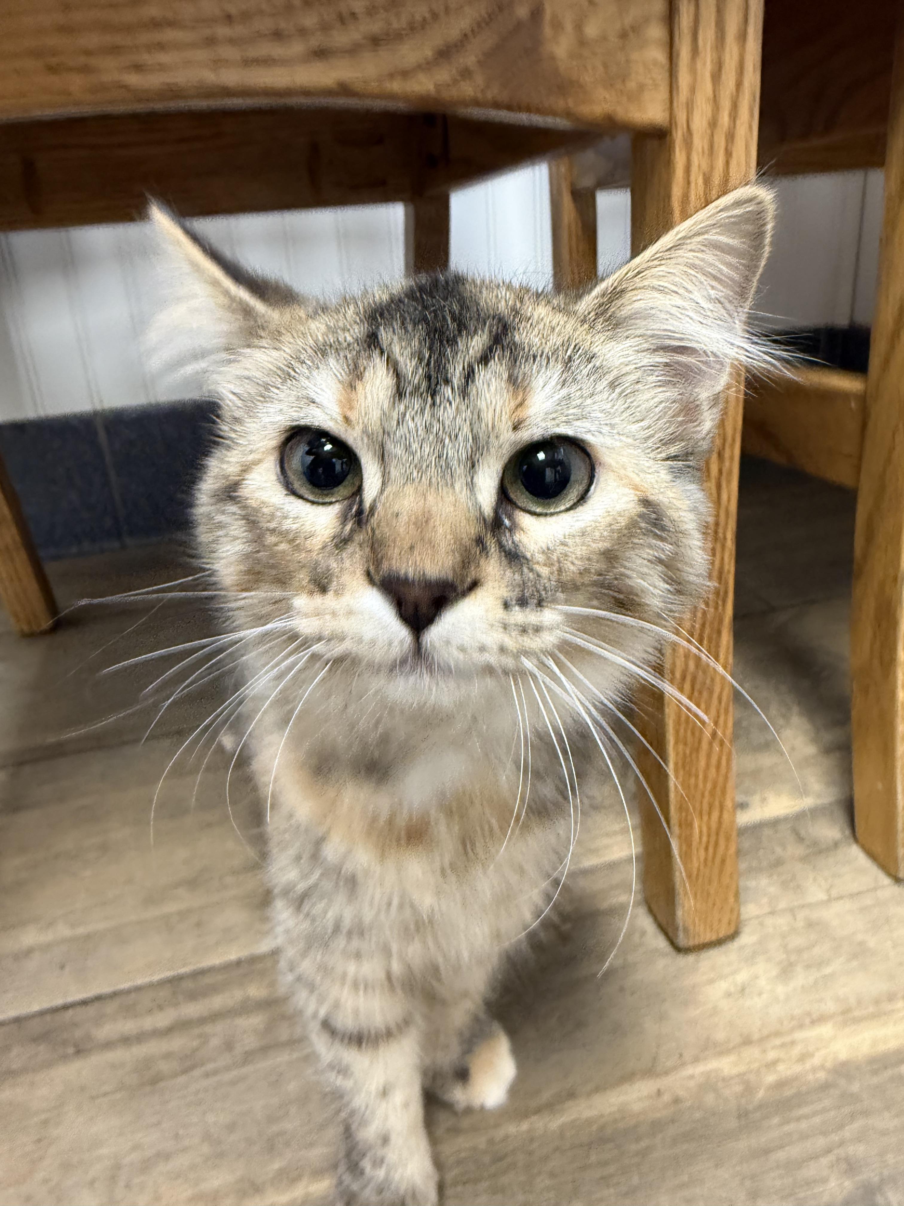 Venus, a ADOPTABLE Tabby in Pickerington, OH image 4/5