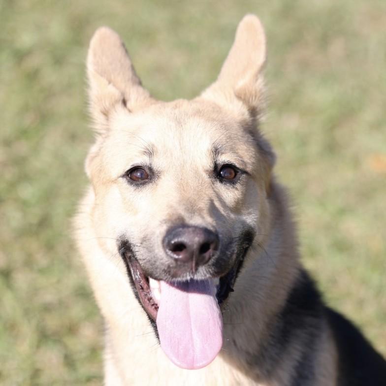 Enlarge EMMA, a Adoptable German Shepherd Dog in Wilmington, NC image 1/1