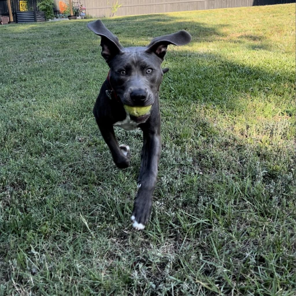 Enlarge Titan, a Adoptable mixed breed in Raleigh, NC image 1/6