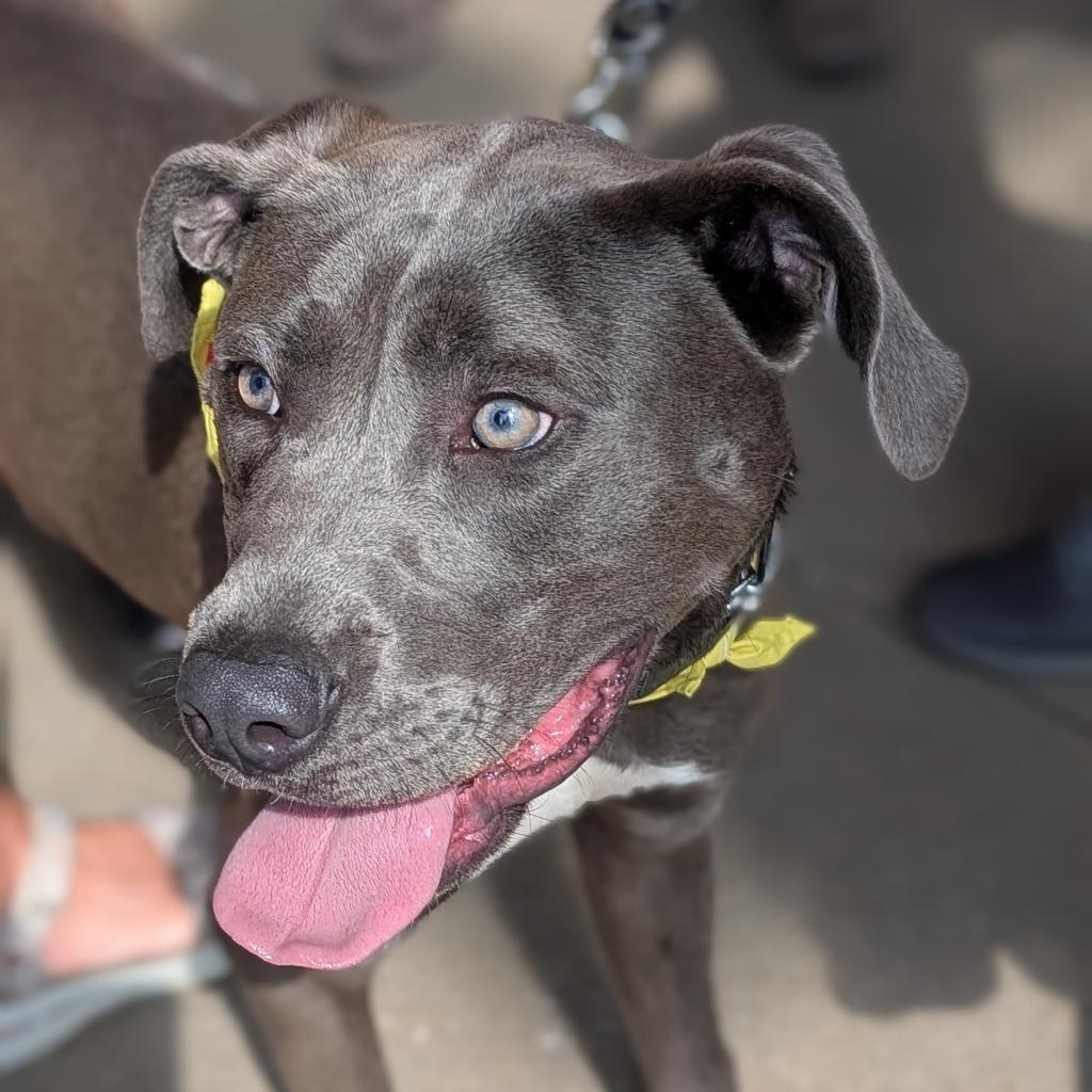 Enlarge Titan, a Adoptable mixed breed in Raleigh, NC image 4/6