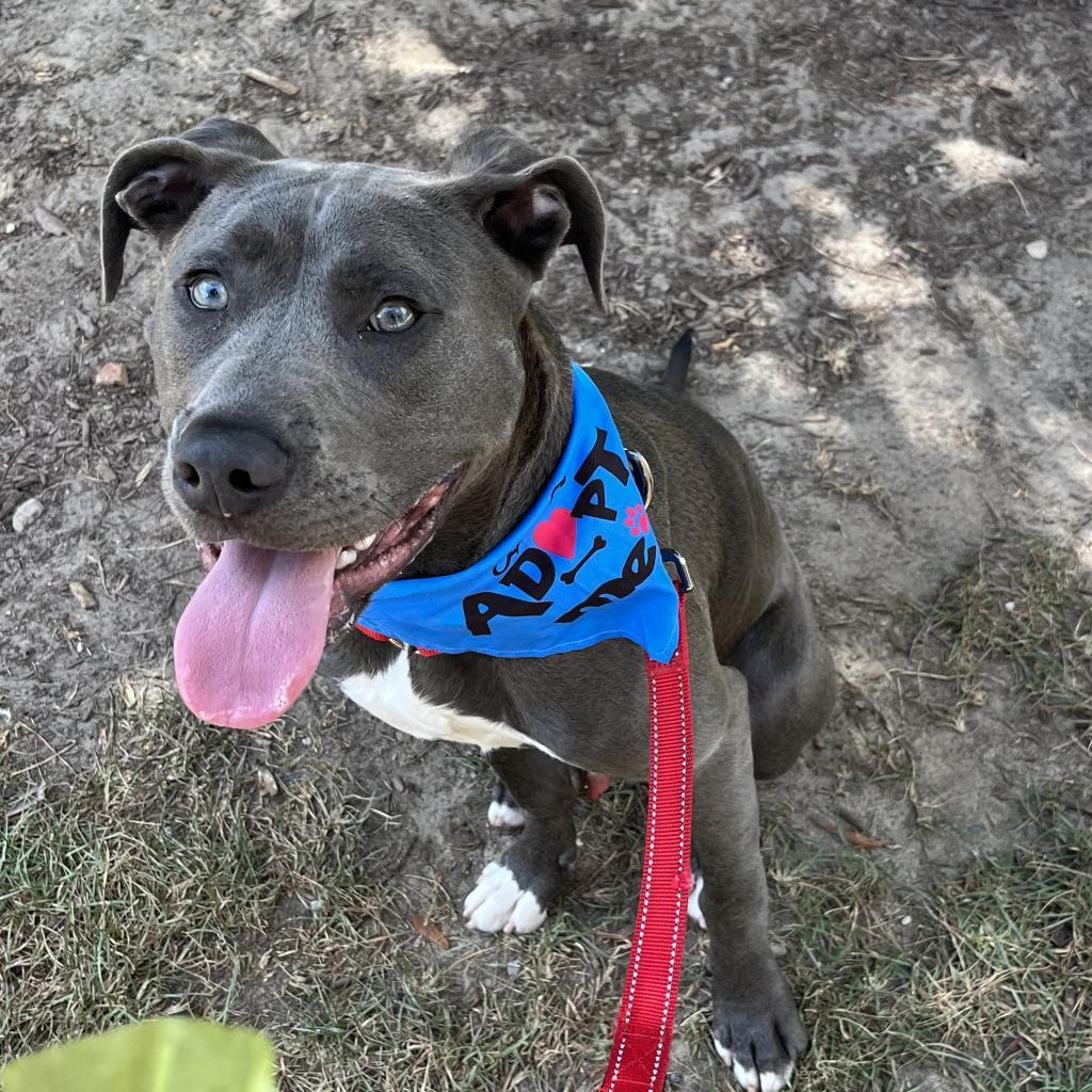 Enlarge Titan, a Adoptable mixed breed in Raleigh, NC image 6/6