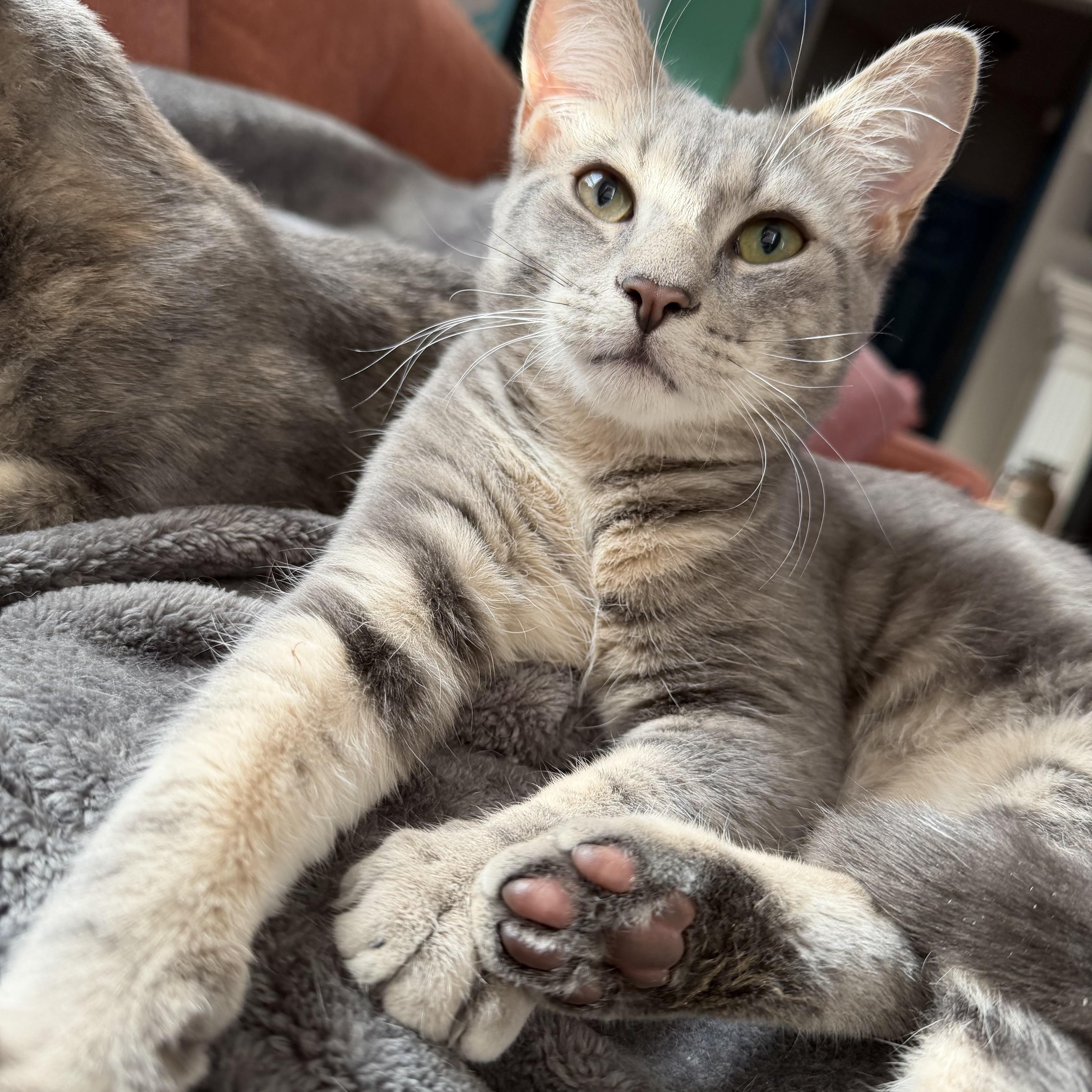 Enlarge Tomato, a Adoptable Domestic Short Hair in Seneca, SC image 1/5