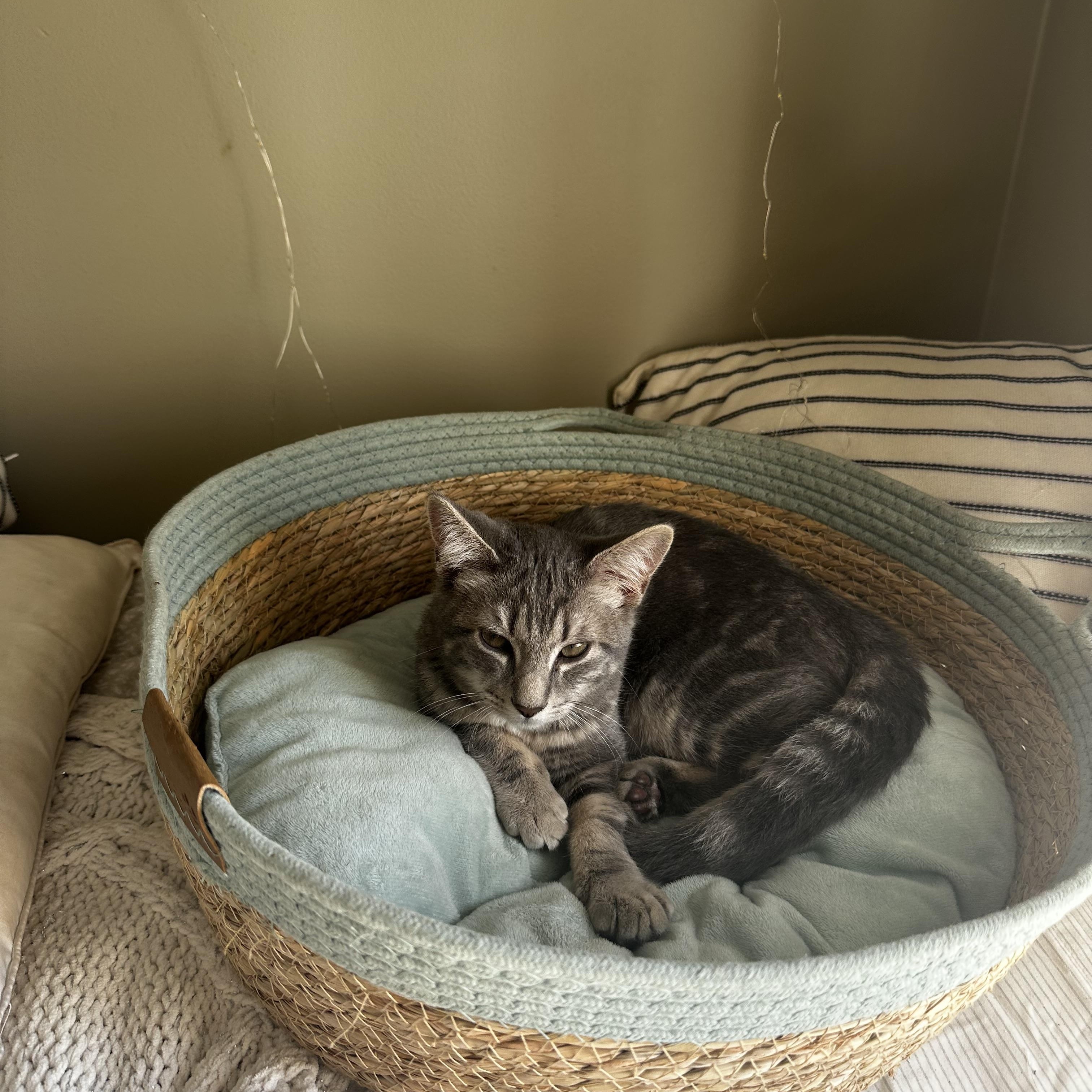 Enlarge Tomato, a Adoptable Domestic Short Hair in Seneca, SC image 2/5