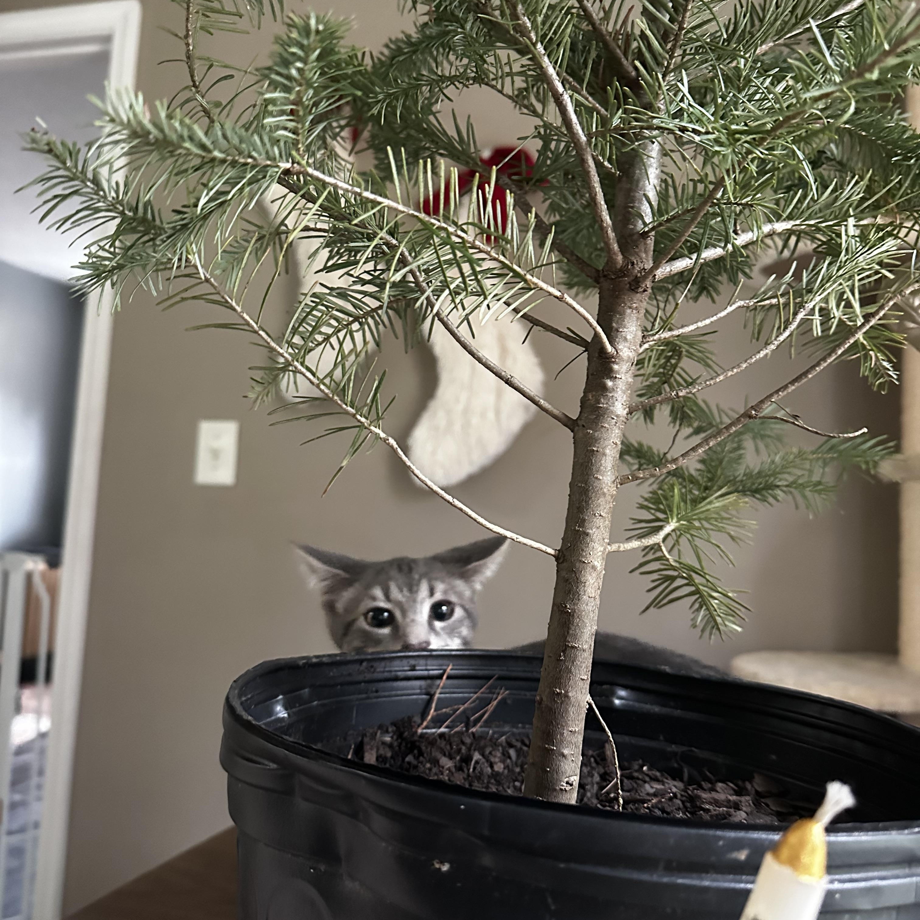 Enlarge Tomato, a Adoptable Domestic Short Hair in Seneca, SC image 3/5