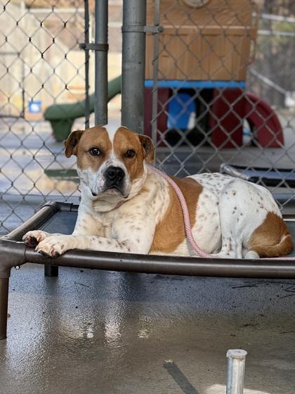 Luke, Adoptable, Adult Male Pit Bull Terrier & Mixed Breed.