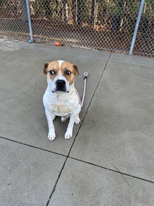 Luke, a Adoptable mixed breed in King William, VA image 2/2