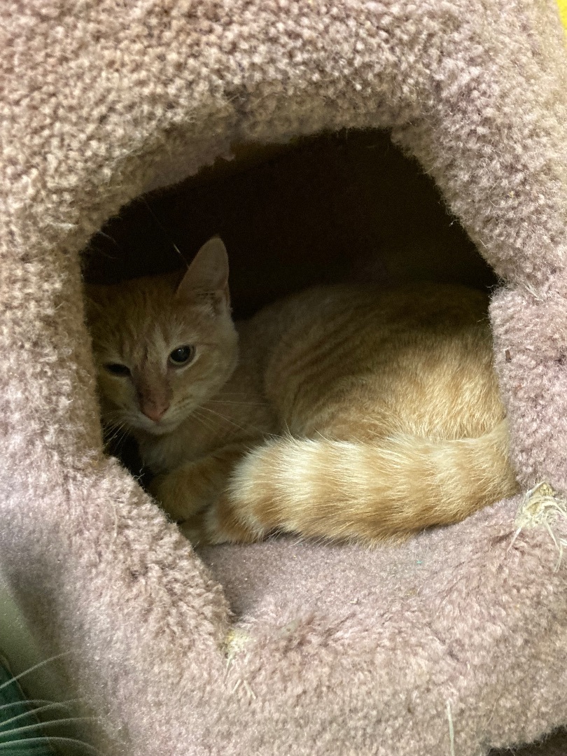 Enlarge Shirley, a Adoptable Domestic Short Hair in Pottsville, PA image 1/1