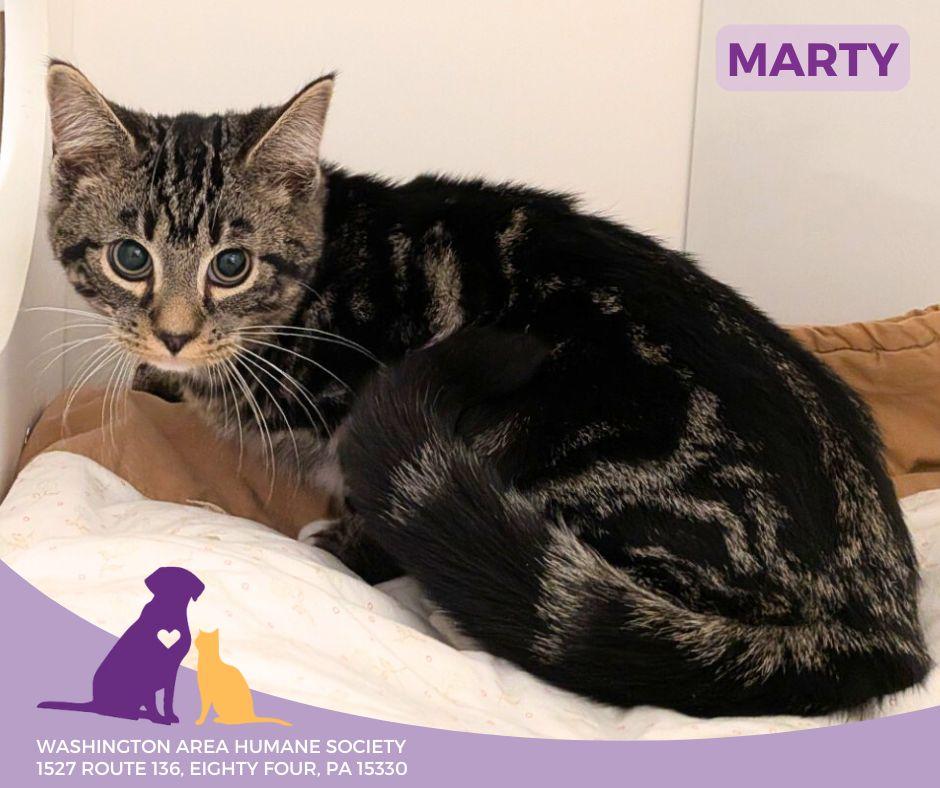 Marty, Adoptable, Kitten Male Domestic Short Hair.
