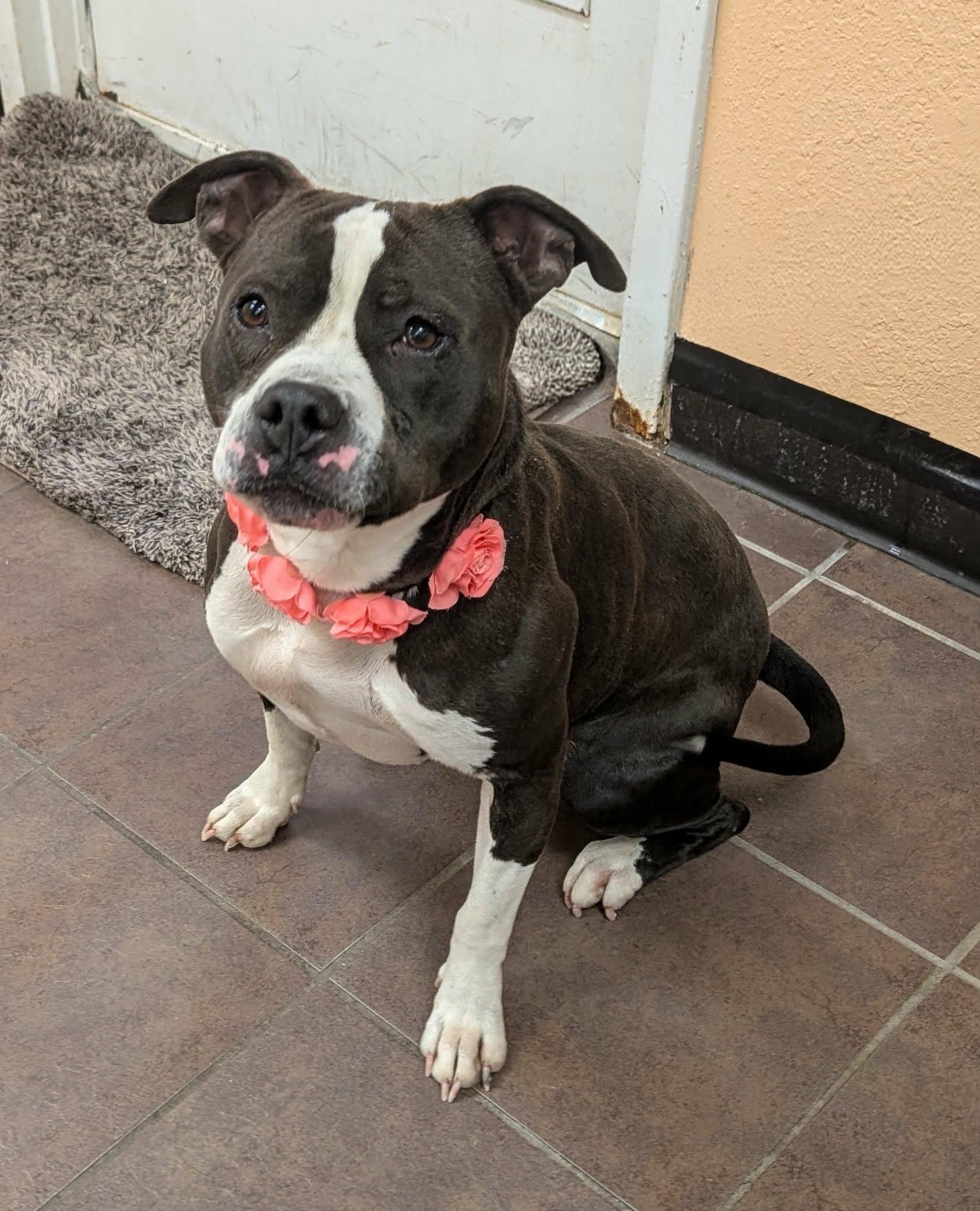Enlarge Moonlight, a ADOPTABLE mixed breed in Cleburne, TX image 2/3