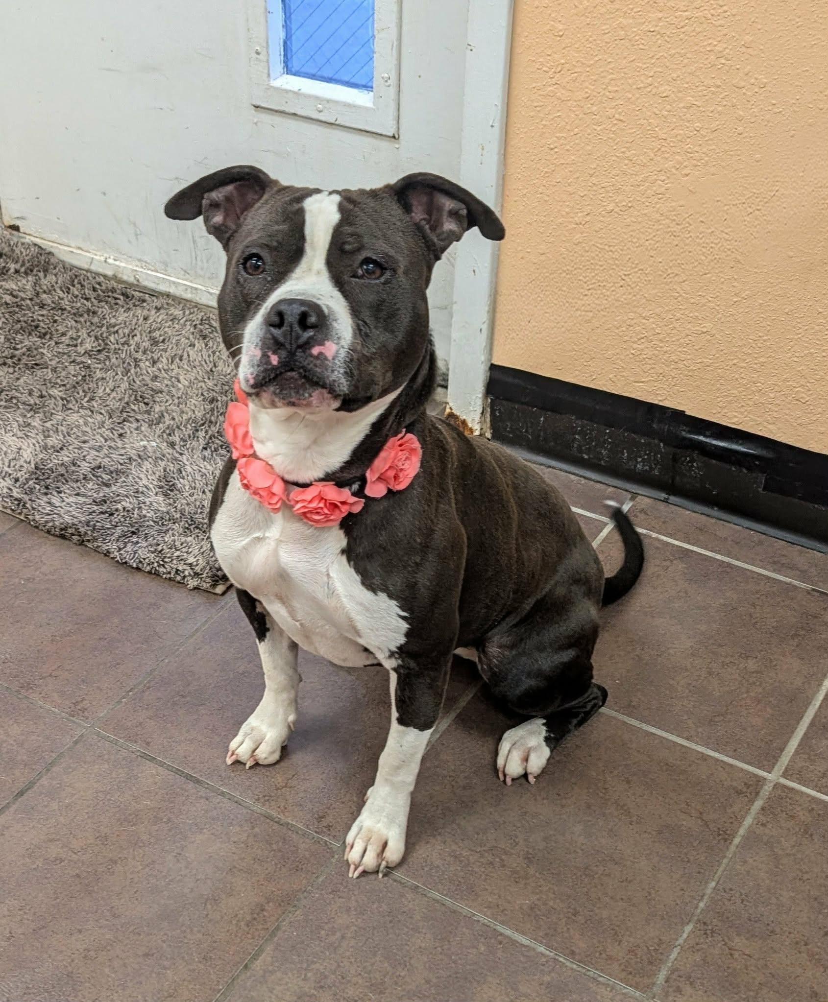 Enlarge Moonlight, a ADOPTABLE mixed breed in Cleburne, TX image 3/3