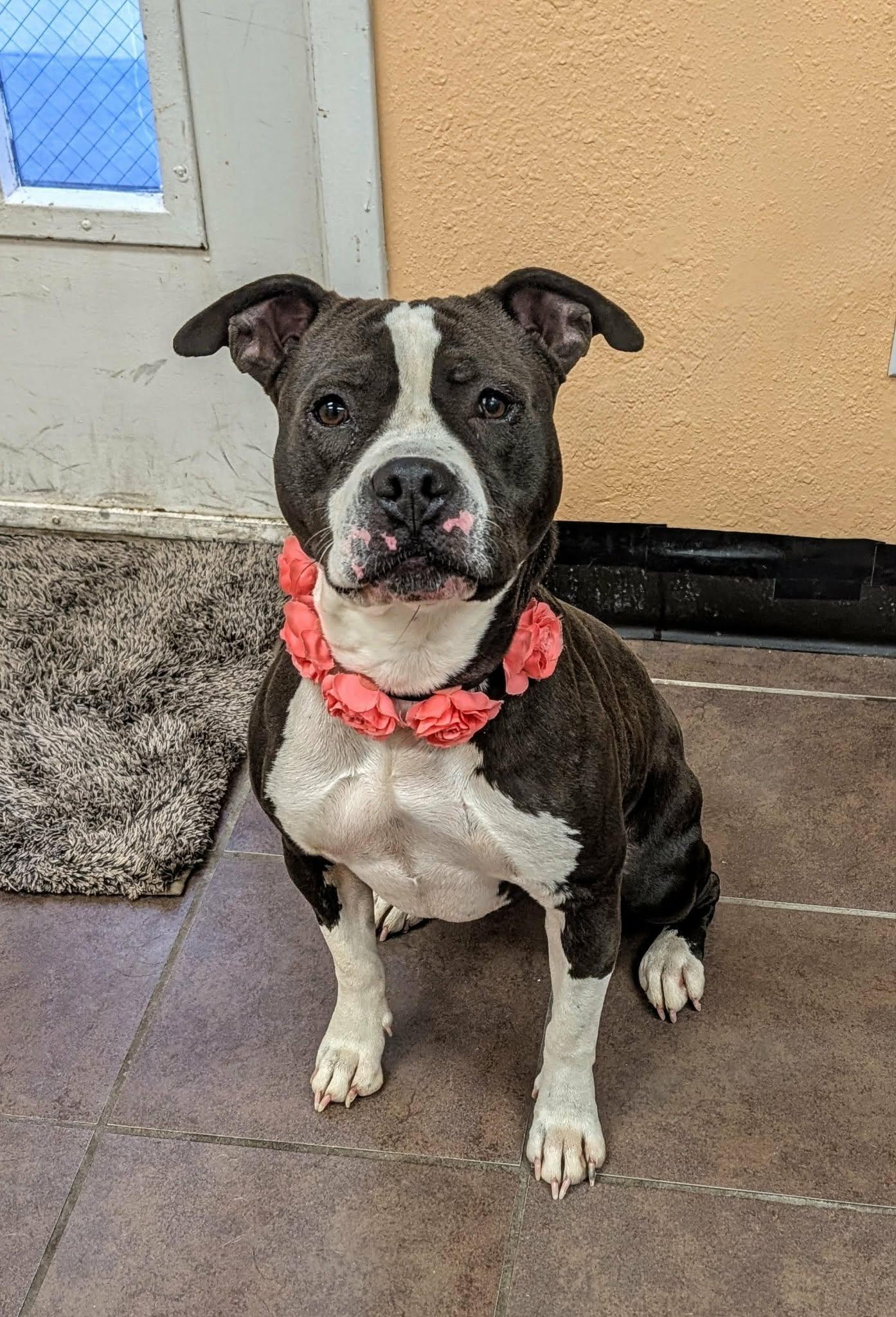 Moonlight, ADOPTABLE, Adult Female American Staffordshire Terrier.