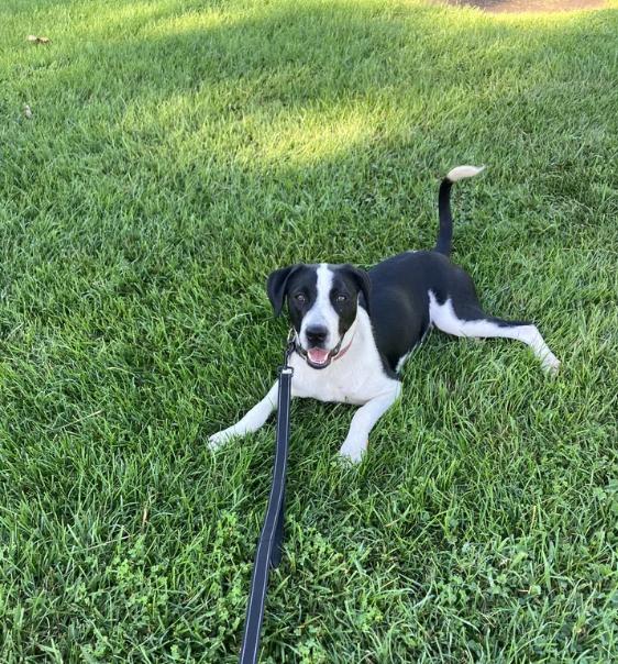 Enlarge Charlie, a ADOPTABLE mixed breed in Davis, CA image 3/6