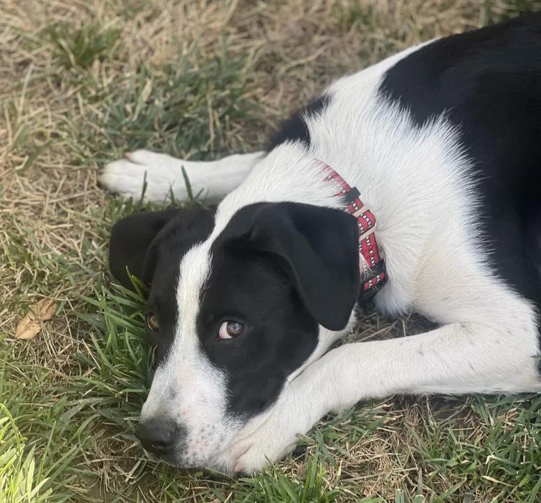Enlarge Charlie, a ADOPTABLE mixed breed in Davis, CA image 2/6