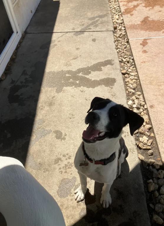 Enlarge Charlie, a ADOPTABLE mixed breed in Davis, CA image 5/6