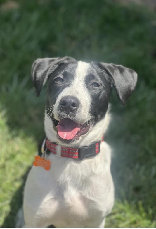 Charlie, ADOPTABLE, Young Male Border Collie.