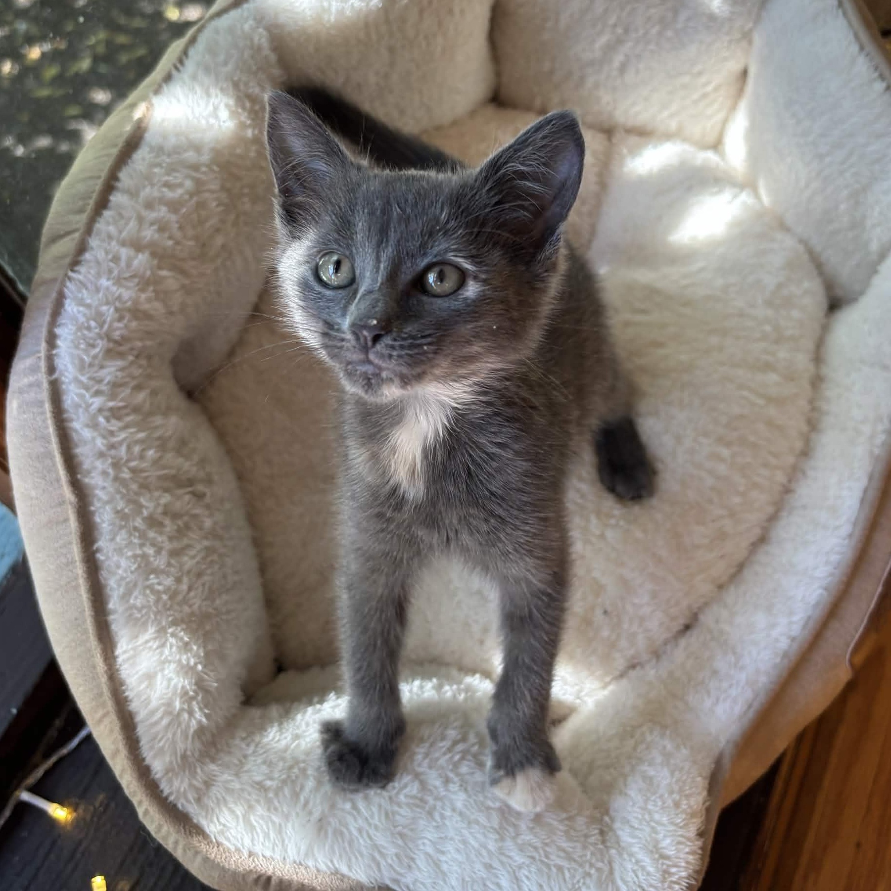 Enlarge Pink Lady, a Adopted Domestic Short Hair in Weehawken, NJ image 1/6