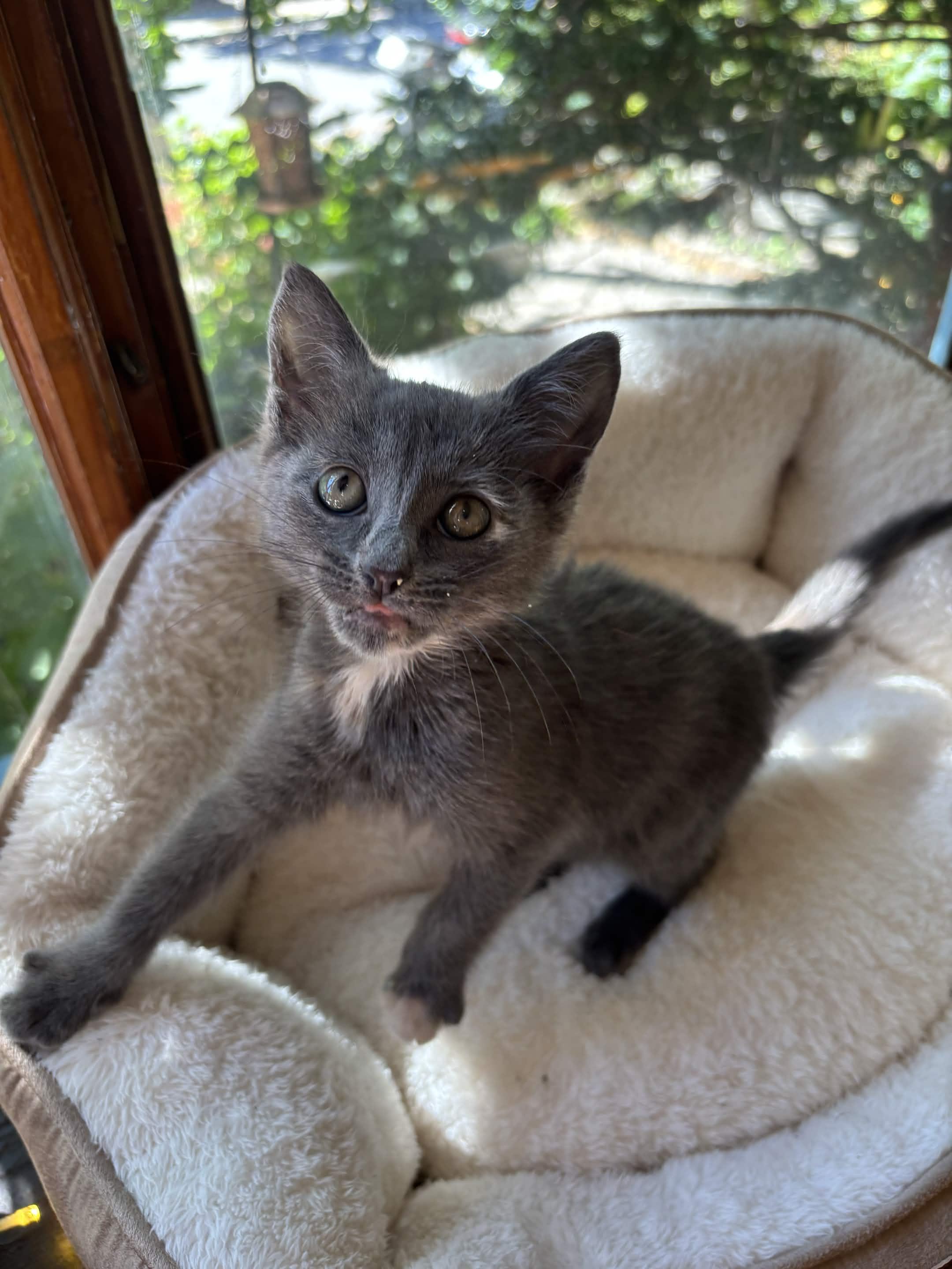 Enlarge Pink Lady, a Adopted Domestic Short Hair in Weehawken, NJ image 6/6