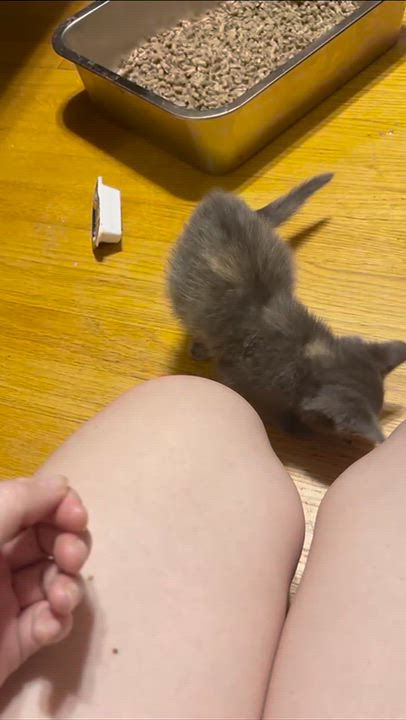 Enlarge Pink Lady, a Adopted Domestic Short Hair in Weehawken, NJ video 4/6
