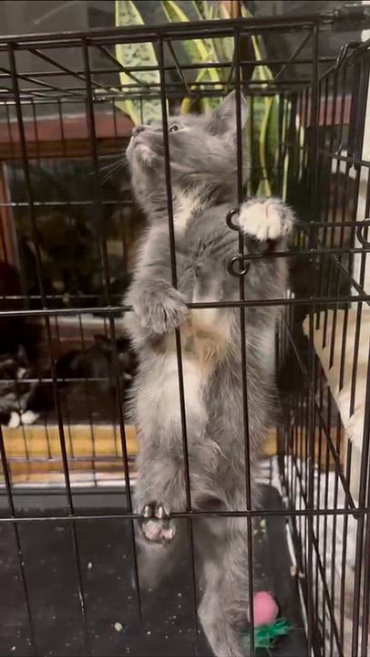 Enlarge Pink Lady, a Adopted Domestic Short Hair in Weehawken, NJ video 5/6