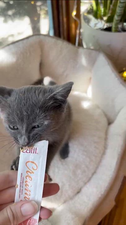 Enlarge Pink Lady, a Adopted Domestic Short Hair in Weehawken, NJ video 2/6