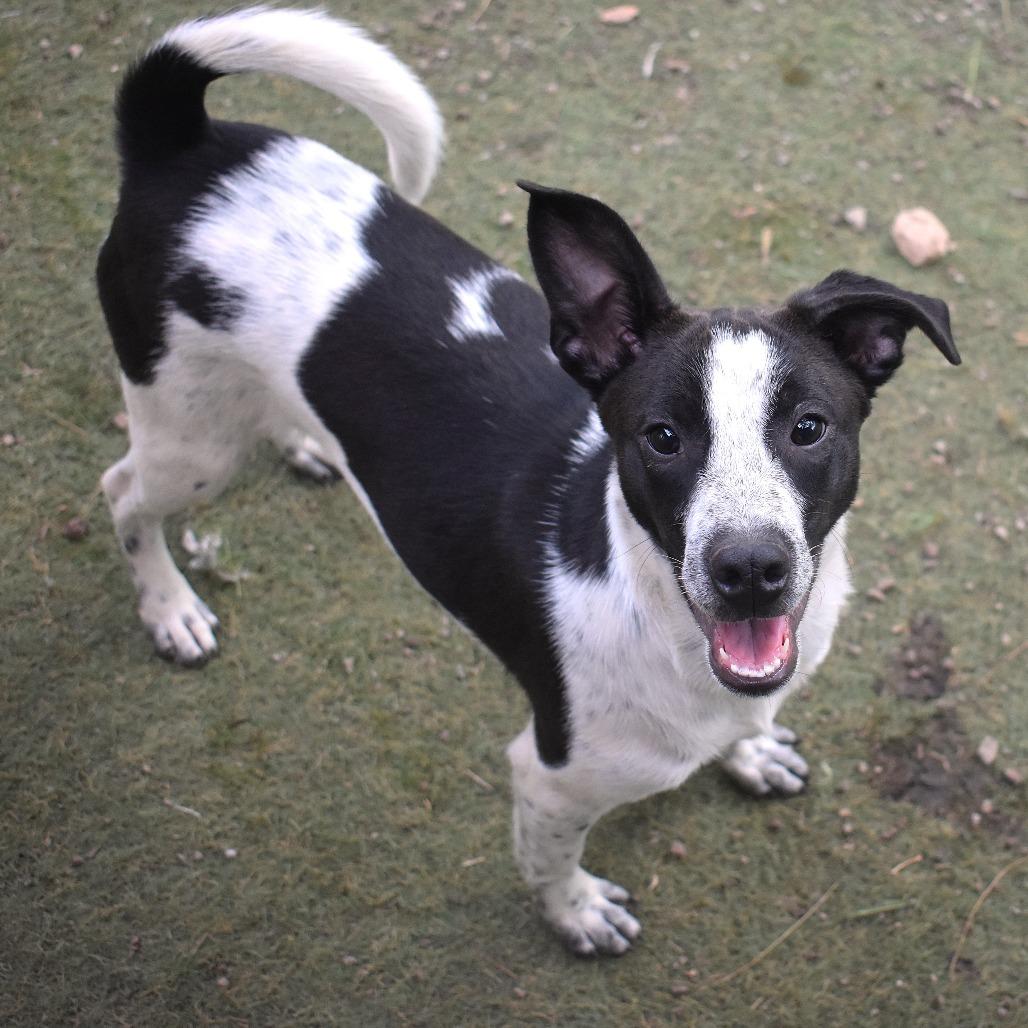Arthur - Butler Campus, Adoptable, Young Male Australian Cattle Dog / Blue Heeler.