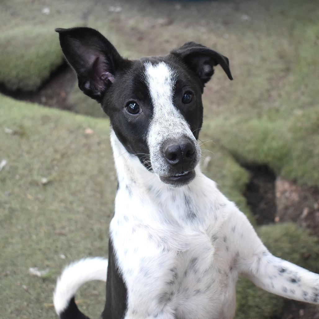 Enlarge Arthur - Butler Campus, a Adoptable Australian Cattle Dog / Blue Heeler in Flagstaff, AZ image 2/6