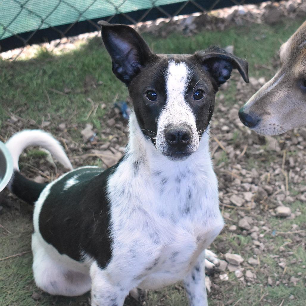 Enlarge Arthur - Butler Campus, a Adoptable Australian Cattle Dog / Blue Heeler in Flagstaff, AZ image 3/6