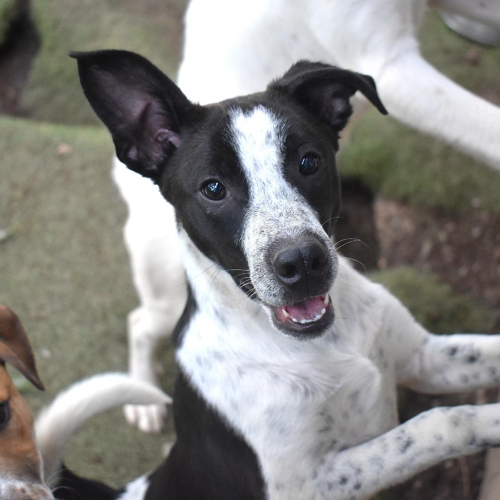 Enlarge Arthur - Butler Campus, a Adoptable Australian Cattle Dog / Blue Heeler in Flagstaff, AZ image 4/6