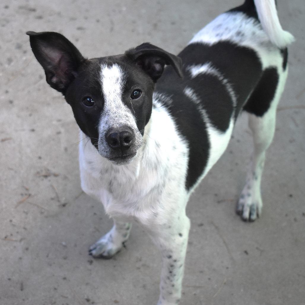 Enlarge Arthur - Butler Campus, a Adoptable Australian Cattle Dog / Blue Heeler in Flagstaff, AZ image 5/6