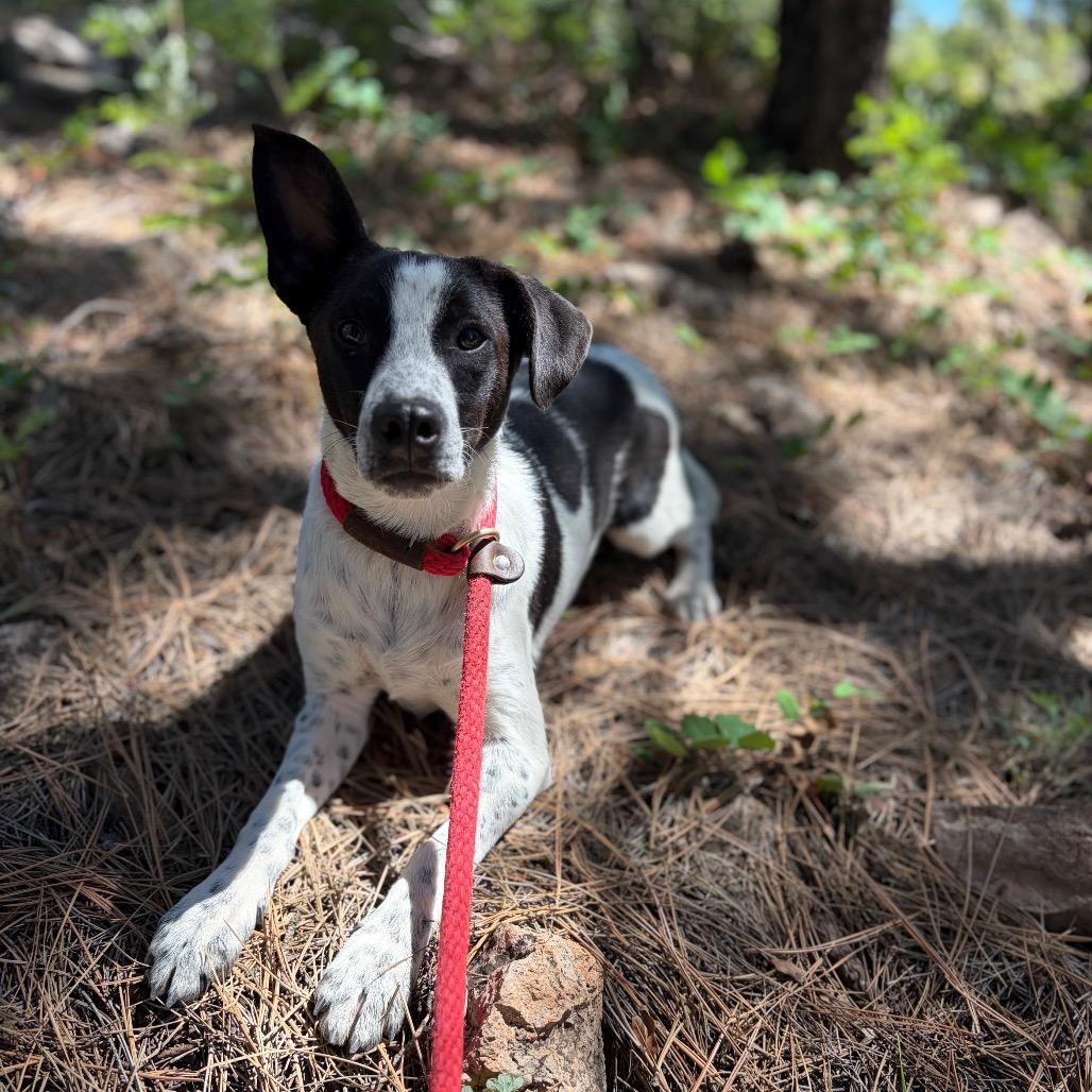 Enlarge Arthur - Butler Campus, a Adoptable Australian Cattle Dog / Blue Heeler in Flagstaff, AZ image 6/6