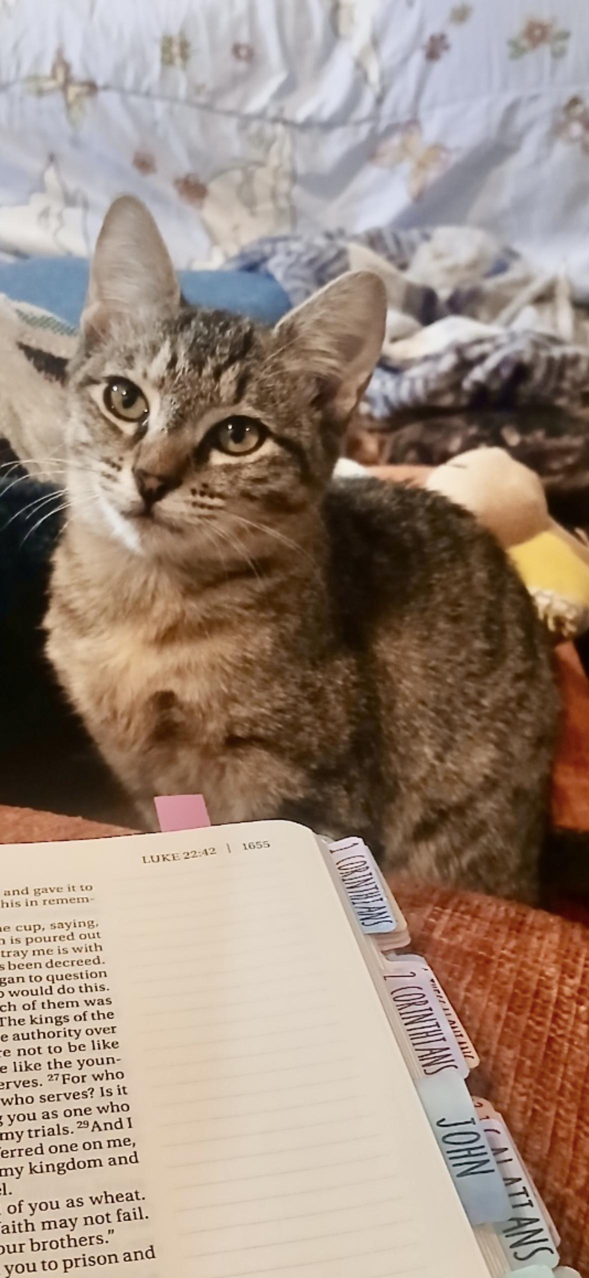 Poppy, a Adoptable Tabby in Valdosta, GA image 3/4