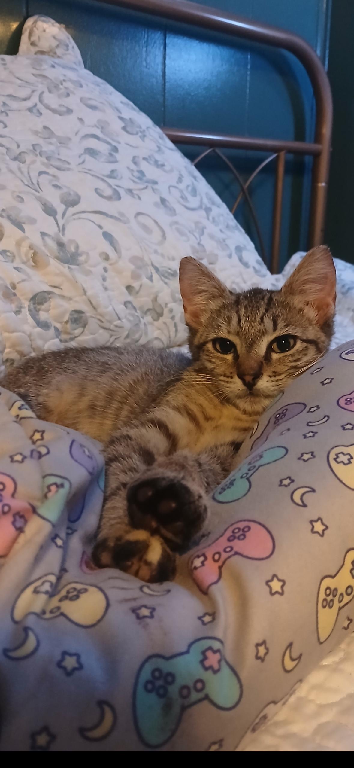 Poppy, a Adoptable Tabby in Valdosta, GA image 4/4