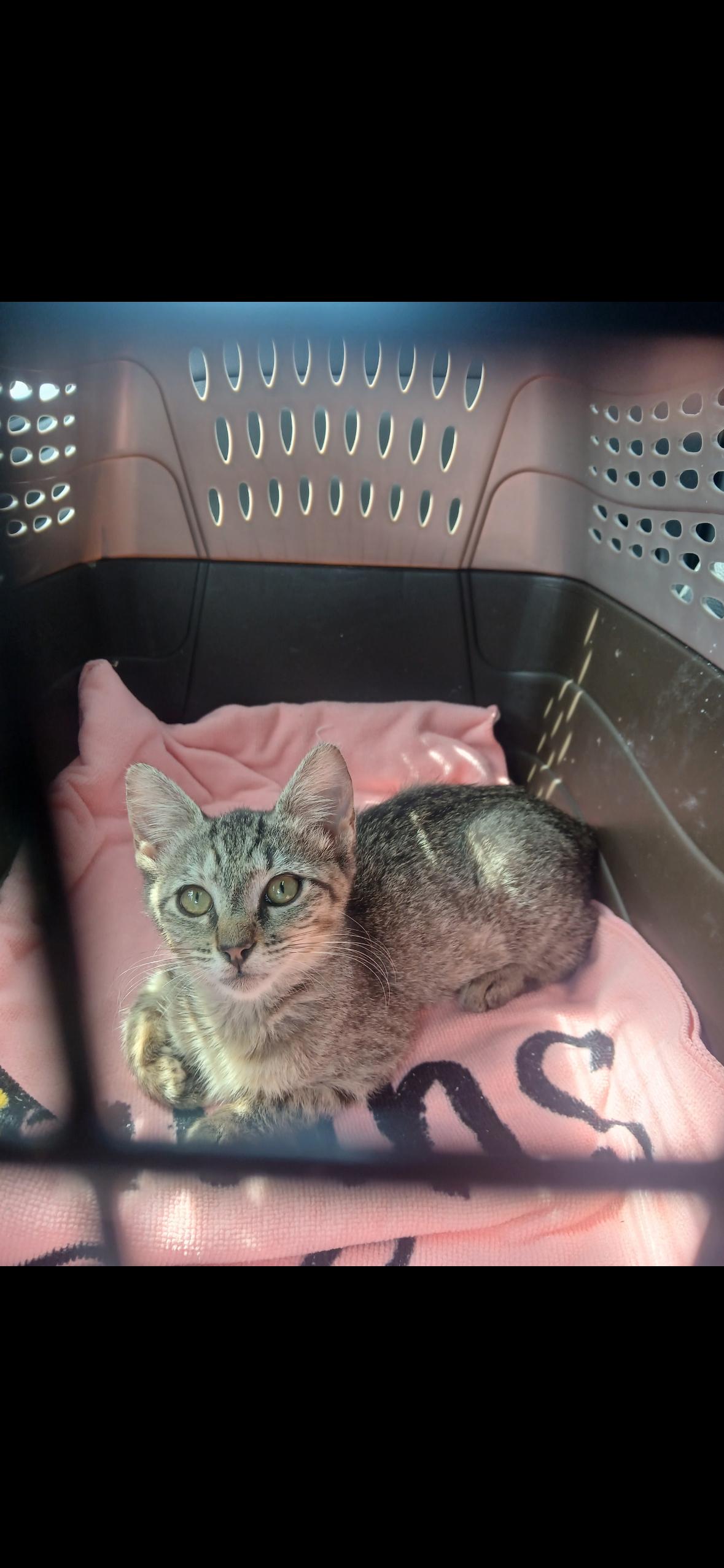 Poppy, a Adoptable Tabby in Valdosta, GA image 1/4