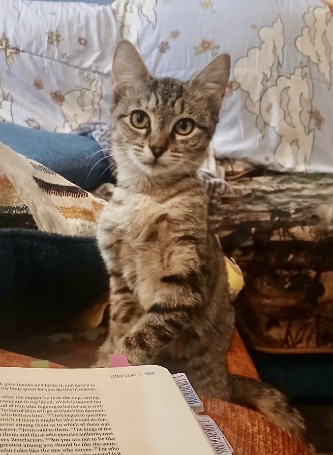 Poppy, Adoptable, Young Female Tabby.