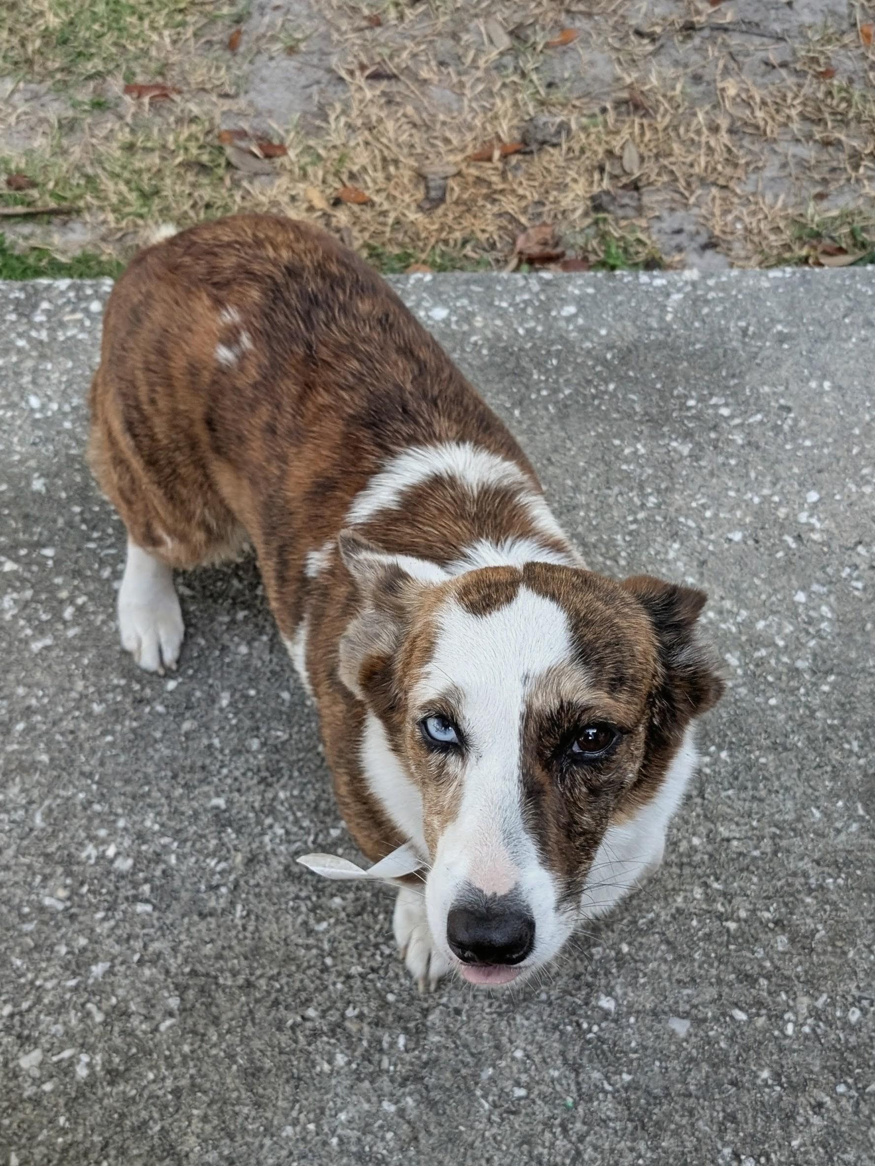 Enlarge Avery, a ADOPTABLE Corgi in Orlando, FL image 4/5