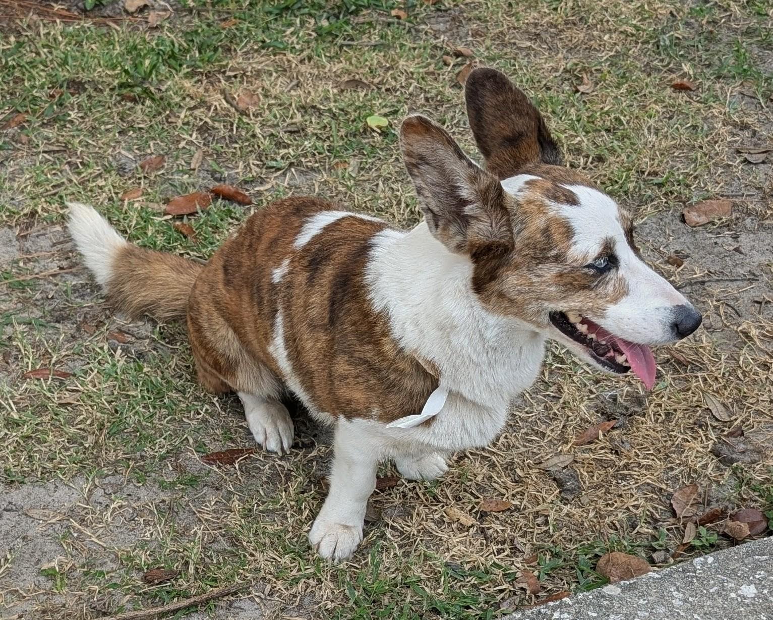 Enlarge Avery, a ADOPTABLE Corgi in Orlando, FL image 2/5