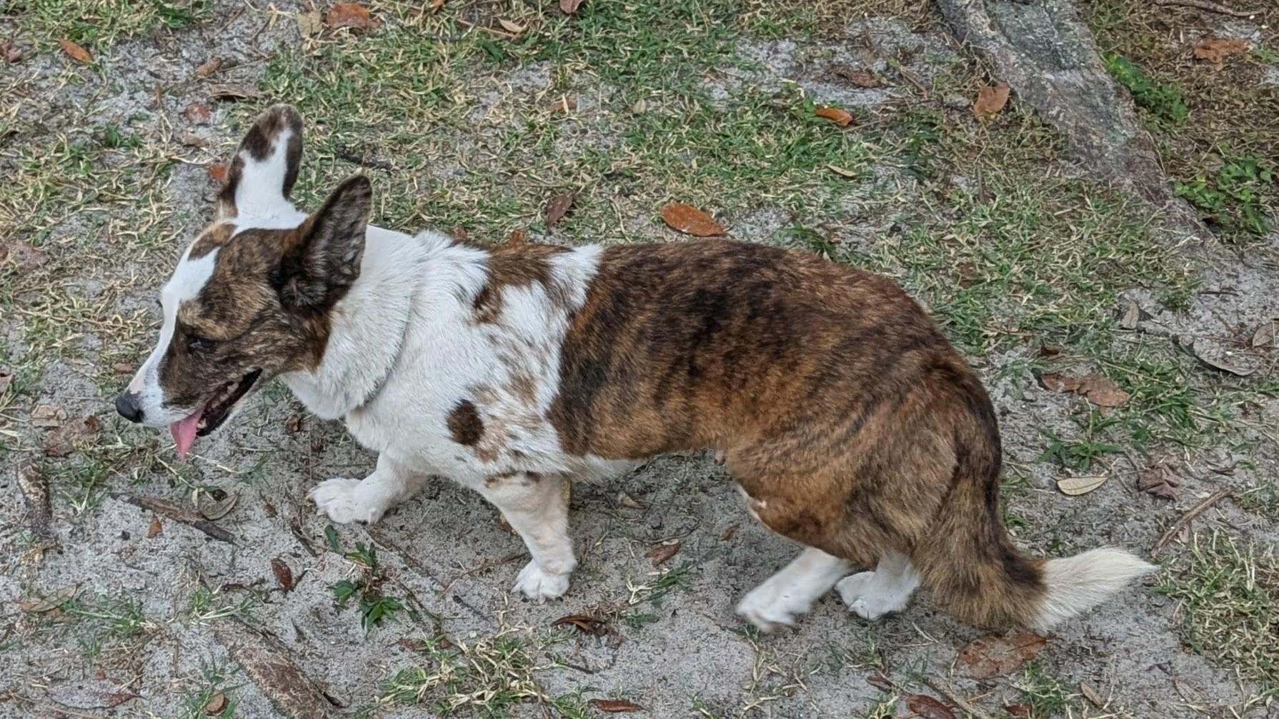 Enlarge Avery, a ADOPTABLE Corgi in Orlando, FL image 3/5