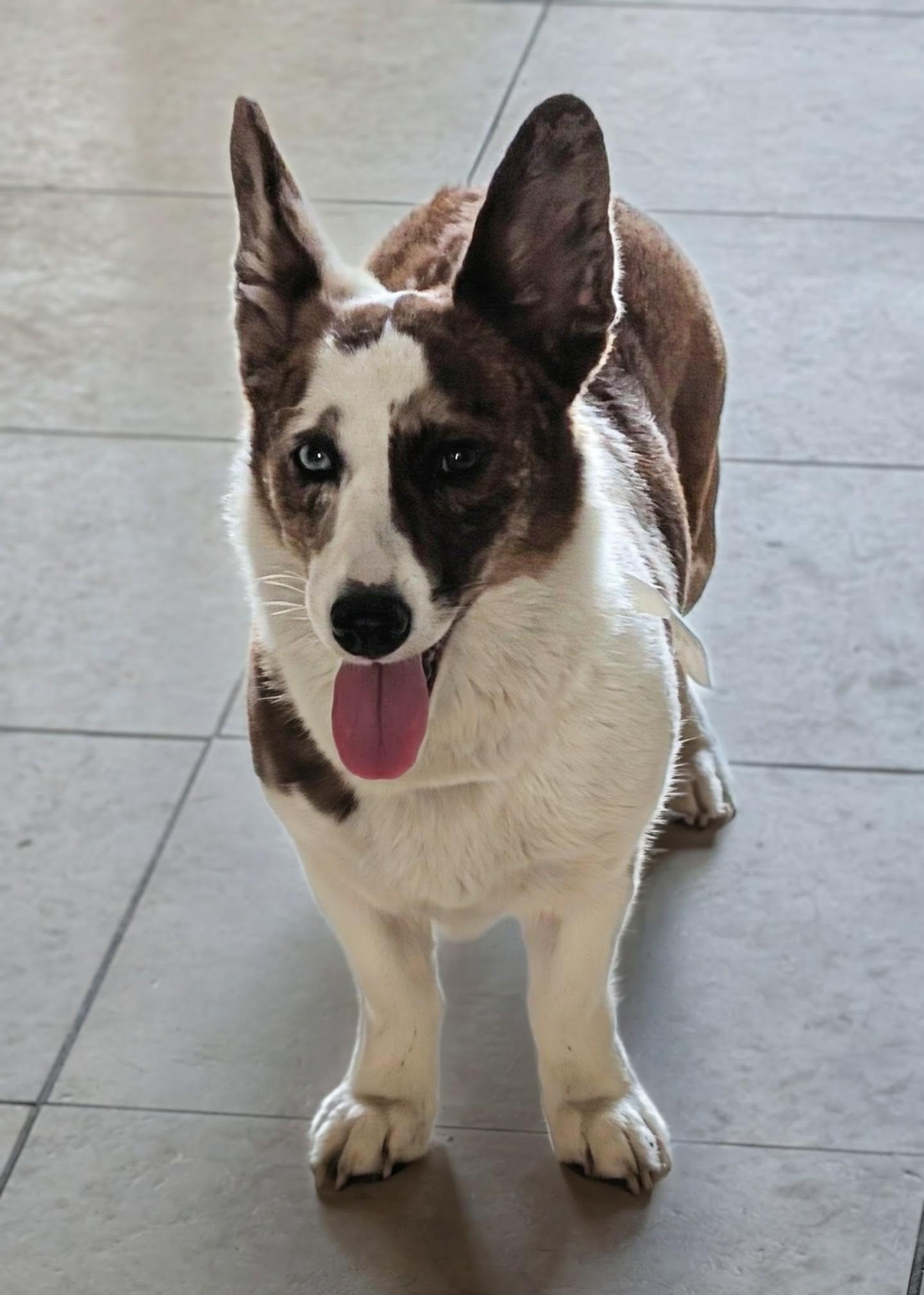 Avery, ADOPTABLE, Adult Female Corgi.