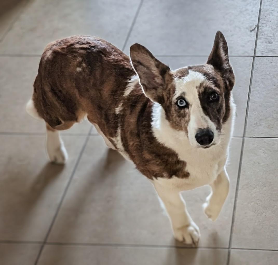 Enlarge Avery, a ADOPTABLE Corgi in Orlando, FL image 5/5